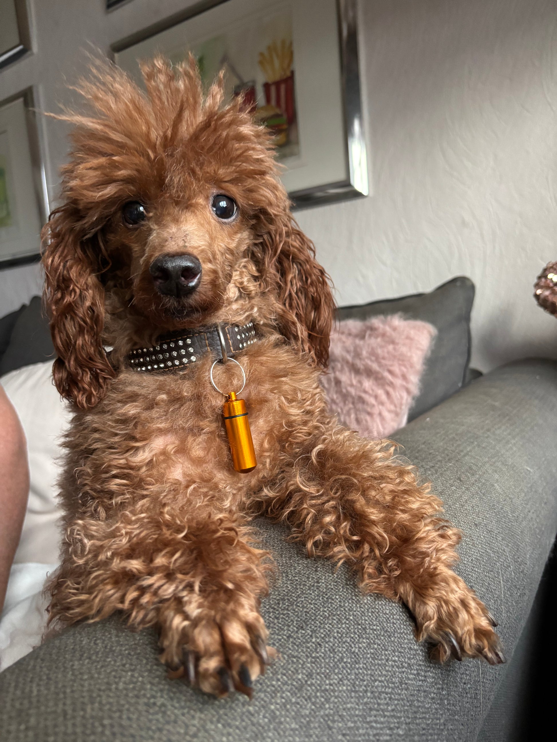 Little Golden HARMONY