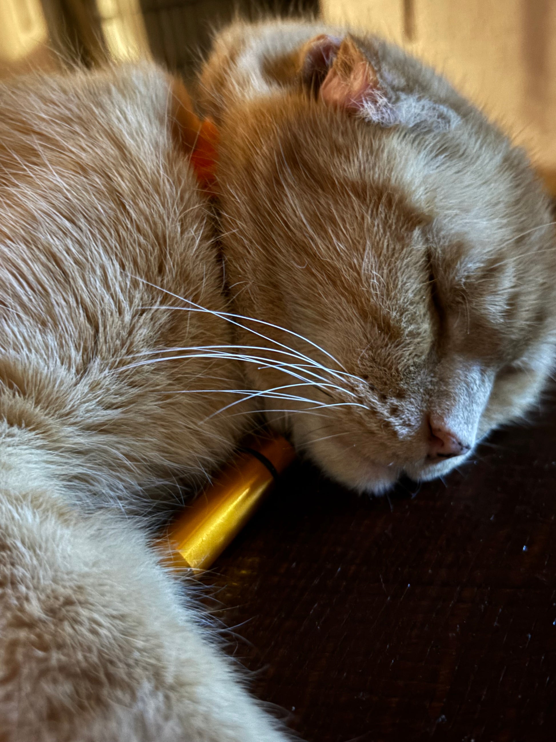 Little Golden HARMONY